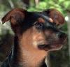Picture for song 'Lucky Dog' by artist 'Max and Sue Hill'