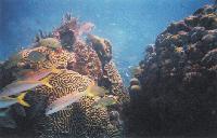 Picture for song 'Without You' by artist 'Maximillian'