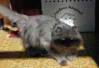 Picture for song 'Cool Cataplasm' by artist 'Mayhem Lettuce'