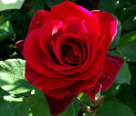 Picture for song 'slow beat' by artist 'McLaocOmBo'