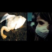 Picture for song 'the dead swans' by artist 'MC Living Dead'