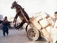 Picture for song 'eeee ahhh(hot karl)' by artist 'MC Marshmellow'