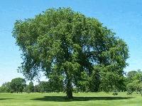 Picture for song 'ping pong shoe shooting' by artist 'MC Marshmellow'