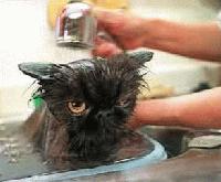 Picture for song 'NameLess vs. MG - DROP THE MIC TOURNEY, SEMI FINAL' by artist 'MCnameLess'