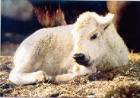 Picture for song '88GUNHER88' by artist 'M C ONHER'