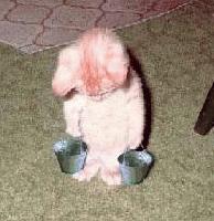 Picture for song 'Another Chance (DMX feat. Sisqo instr.)' by artist 'MC Oxajin'