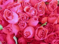 Picture for song 'Dedication' by artist 'mcWizdom'