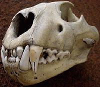 Picture for song 'Untitled' by artist 'MEATBREAKER'