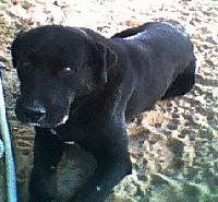 Picture for song 'life lesson' by artist 'medicine dog'