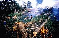 Picture for song 'Winona of The Silver Glade' by artist 'Megamoticon'