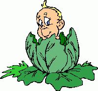 Picture for song 'Cabbage' by artist 'melty'