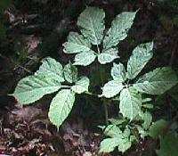 Picture for song 'WORDS OF WISDOM' by artist 'Memory Hole'