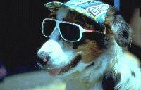 Picture for song 'I've Been Planted' by artist 'Merlin and the Gnometones'