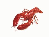 Picture for song 'Me & My Lobster' by artist 'MessiahK2'