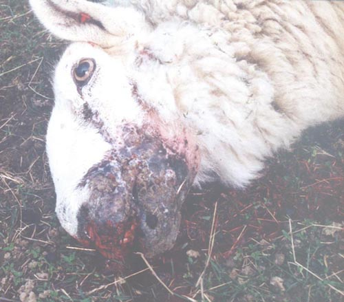 Picture for song 'Shorn' by artist 'MessiahK2'