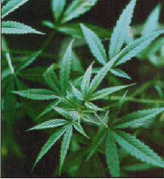 Picture for song 'I get High Mic Breakin click - remix' by artist 'Mic Breakin Click'