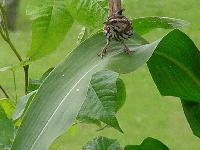 Picture for song 'No Matter What (live)' by artist 'Microbus'