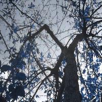 Picture for song 'The Lipstick That Made Her a Saint' by artist 'Mid City Breakdown'