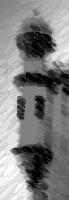 Picture for song 'Torre Branca (White Tower)' by artist 'Miguel Catalao'