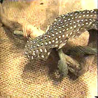 Picture for song 'Kemistry' by artist 'Milla Raspa'