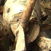 Picture for song 'Prayer to Bacchus' by artist 'Milla Raspa'