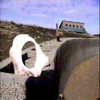 Picture for song 'Prudence' by artist 'Milla Raspa'