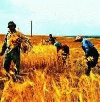 Picture for song 'Summer Time Away' by artist 'Mista Pia'