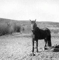 Picture for song 'Cerd' by artist 'Miulew'