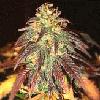 Picture for song 'Get High With Mee' by artist 'Mixed Dynasty'