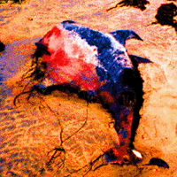 Picture for song 'Flipper' by artist 'mlsdp'