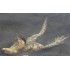 Picture for song 'Exploding Toads' by artist 'MnM Explosion'