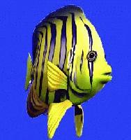 Picture for song 'GONE FISHIN' by artist 'MOFO'