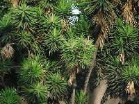 Picture for song 'Der Meister' by artist 'Mojohifi (featuring Ortboy)'