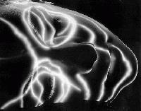 Picture for song 'Le Royaume Des Chats' by artist 'Moka'