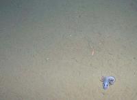 Picture for song 'Vibrating' by artist 'Moka'