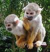 Picture for song 'Drunken Monkey Style' by artist 'Money in Time Records'