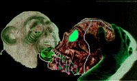 Picture for song 'National Security Song' by artist 'Monkeyman'