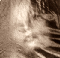 Picture for song 'On The Sea' by artist 'Morticia's Chair'