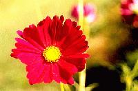 Picture for song 'Make Love Not War - Alternative Version' by artist 'Mother Morton Moses'