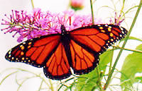 Picture for song 'Take Flight' by artist 'Mother Morton Moses'