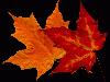 Picture for song '12 Leaves Left' by artist 'Mother Russia'