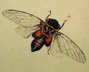 Picture for song 'Cicada Phone Hammer' by artist 'Moustache Protocol'