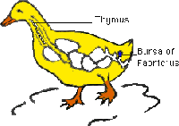 Picture for song 'Succulent Marrow' by artist 'Moustache Protocol'