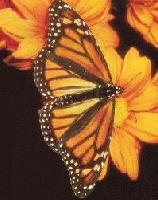 Picture for song 'We killed a butterfly (OMG WTF)' by artist 'Mr Kyle Lewis'