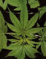Picture for song 'Blaze A Pound ((Freestyle))' by artist 'mr pizz'