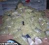 Picture for song 'H.O.L.L.O.W. Tipz (((((((freestyle ))))))' by artist 'mr pizz'