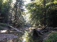 Picture for song 'Lost in Forgotten Woods' by artist 'Mr Vendetta and Willie Maggot'