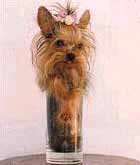 Picture for song 'frankie' by artist 'Ms No Name'