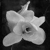 Picture for song 'In The Springtime' by artist 'Muddy Wolf'