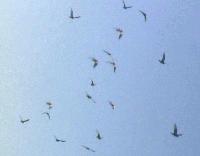 Picture for song 'Firman Yang Menjadi Manusia' by artist 'MusikDoang'